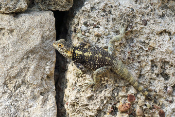 Lizard