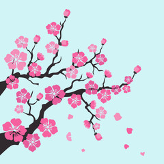 Sakura blossom on blue background.