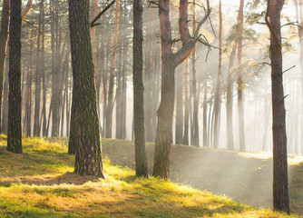 Charmin beautiful nature background shoot at golden hour. Scenic old pine wood and soft rays of sunlight through pine trees. Horizontal color photo.