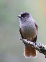 Siberian jay