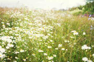 Wild chamomile flowers in the clearing. Natural floral background, spring, summer.