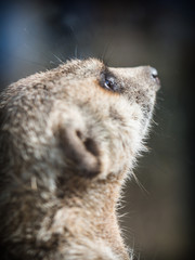 The meerkat or suricate (Suricata suricatta)
