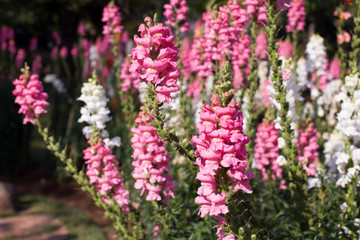 Obraz premium Beautiful Pink and white flower in garden Decorated for Tourist at Chaingmai Thailand