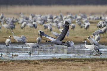 Common crane (Grus grus)