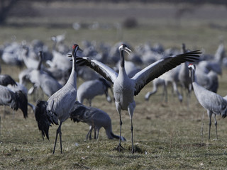Obraz premium Common crane (Grus grus)