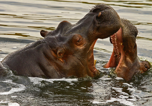 Suaygırı , Hippopotamus amphibius