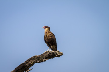 gavião carcará jovem