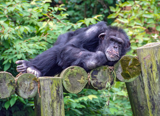 reclining chimpanzee on rustic logs with green foliage background