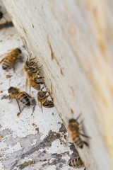 Bees at the hive with pollen