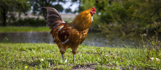 Springtime rooster