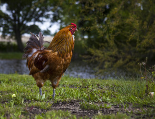 Rooster