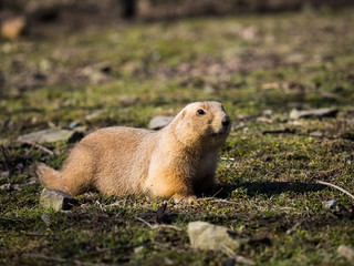 Black-tailed prairie dog on grassy ground