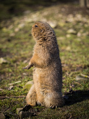 Black-tailed prairie dog on grassy ground
