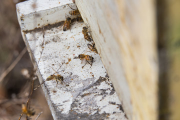 Bees prepping for spring 