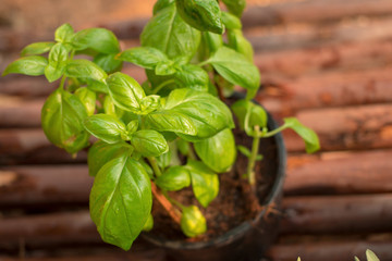 Fresh green basil leaves close-up, Fresh organic basil plant grows up in garden