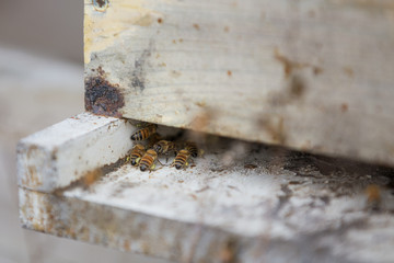 Bees at the hive
