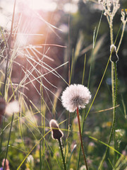 Wild flowers are white dandelions in the clearing. Natural floral background, spring, summer.