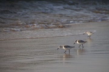Sanderling wild marine birds searching for food at the sea shore edge at dusk