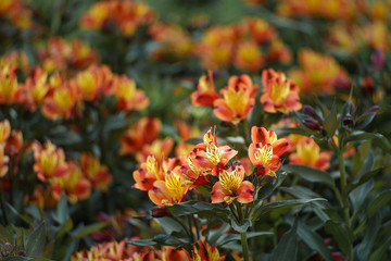 Lily of the Incas