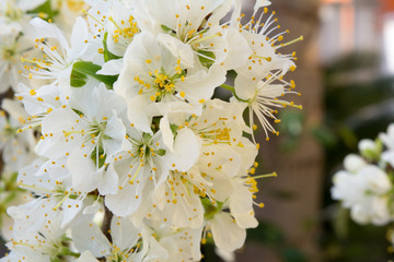 Horizontal View of Close Up of White Flowers od Plum Tree in Spring on Blur Background. Taranto, South of Italy