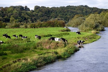 Cows at the River