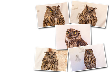 Collage on white background European eagle-owl.