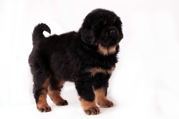 Тибетский мастиф,щенок, стоит