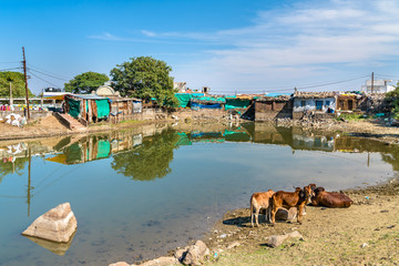 Cows at Chhashiyu Lake - Pavagadh Hill in Gujarat, India