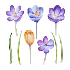 Flowers Crocus Clip Art