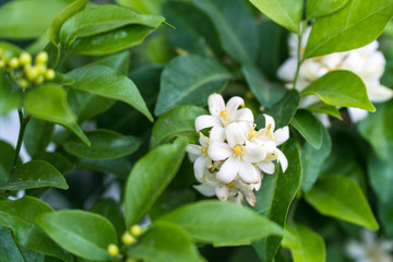 White flower close up,Orange jessamine flower,Murraya paniculata is a tropical, evergreen plant native to Southeast Asia,The plant flowers throughout the year.