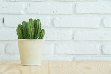 green cactus decorative,garden plant on metal pot and white brick wall background.