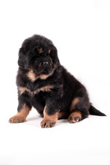 Тибетский мастиф,щенок, сидит