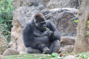 gorilla in the zoo