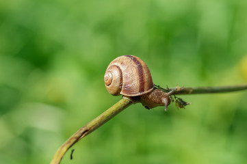 Close-up of snail on the thin branch, green grass background