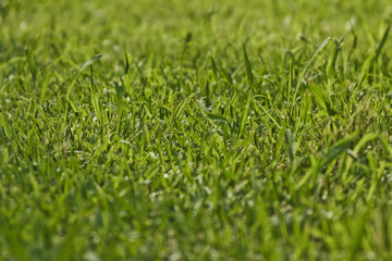 Fototapeta premium naturaleza