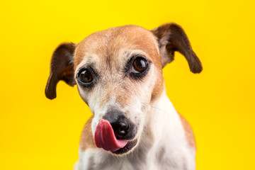 Cool dog is looking at the camera and licking. Close-up portrait on a yellow background. Lovely...