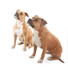 Obraz premium two watchful stafforshire mother and daugher isolated