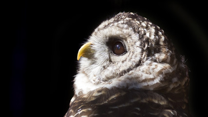 Close-up portrait of a barred owl on a black background 