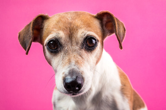 Sad dog Jack Russell terrier face on pink background
