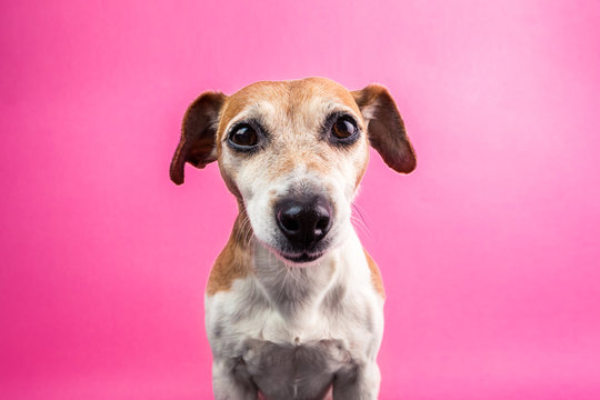 Funny cool pet dog face smiling on pink background. wide-angle lens effect. Fun party mood pup friend
