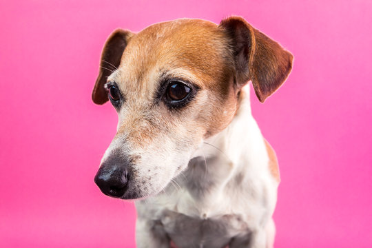 Lovely dog Lack Russell terrier portrait on pink background. Party mood colors. Let's have fun!