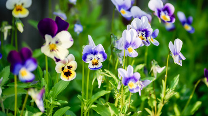 Close-up of pansies flowers in the garden, blured background