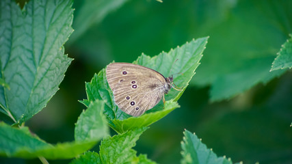 Beautiful butterfly sits on the green leaf, blured background