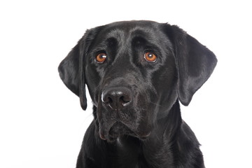 Labrador