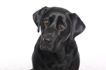 Labrador