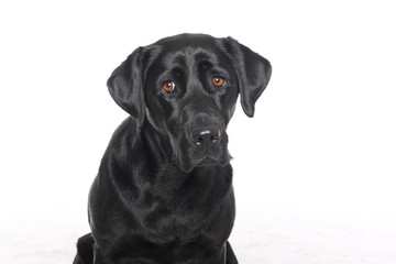 Labrador