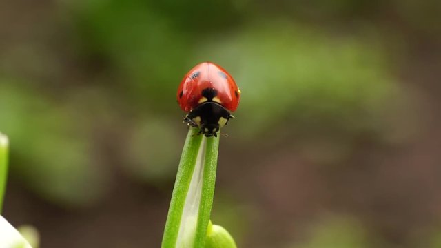 Close-up of the Caucasian ladybug Coccinella septempunctata is washed in the sun and leaf of the snowdrop Galanthus caucasicus in early spring in the Caucasus Mountains