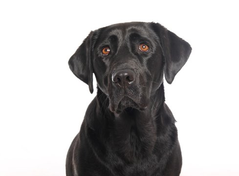 Labrador