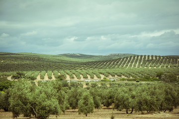 Fototapeta na wymiar Plantation of olive trees in Jaen, Andalusia. Spain