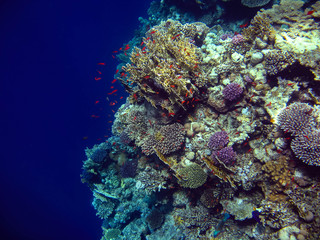 Naklejka na ściany i meble The underwater photo with beautiful colorful fish and corals was taken in the Red sea in Egypt 